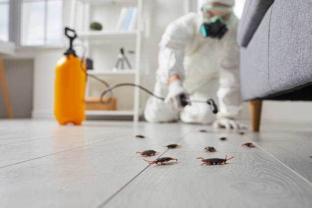 Commercial Kitchen Cockroach Control in Bigfork